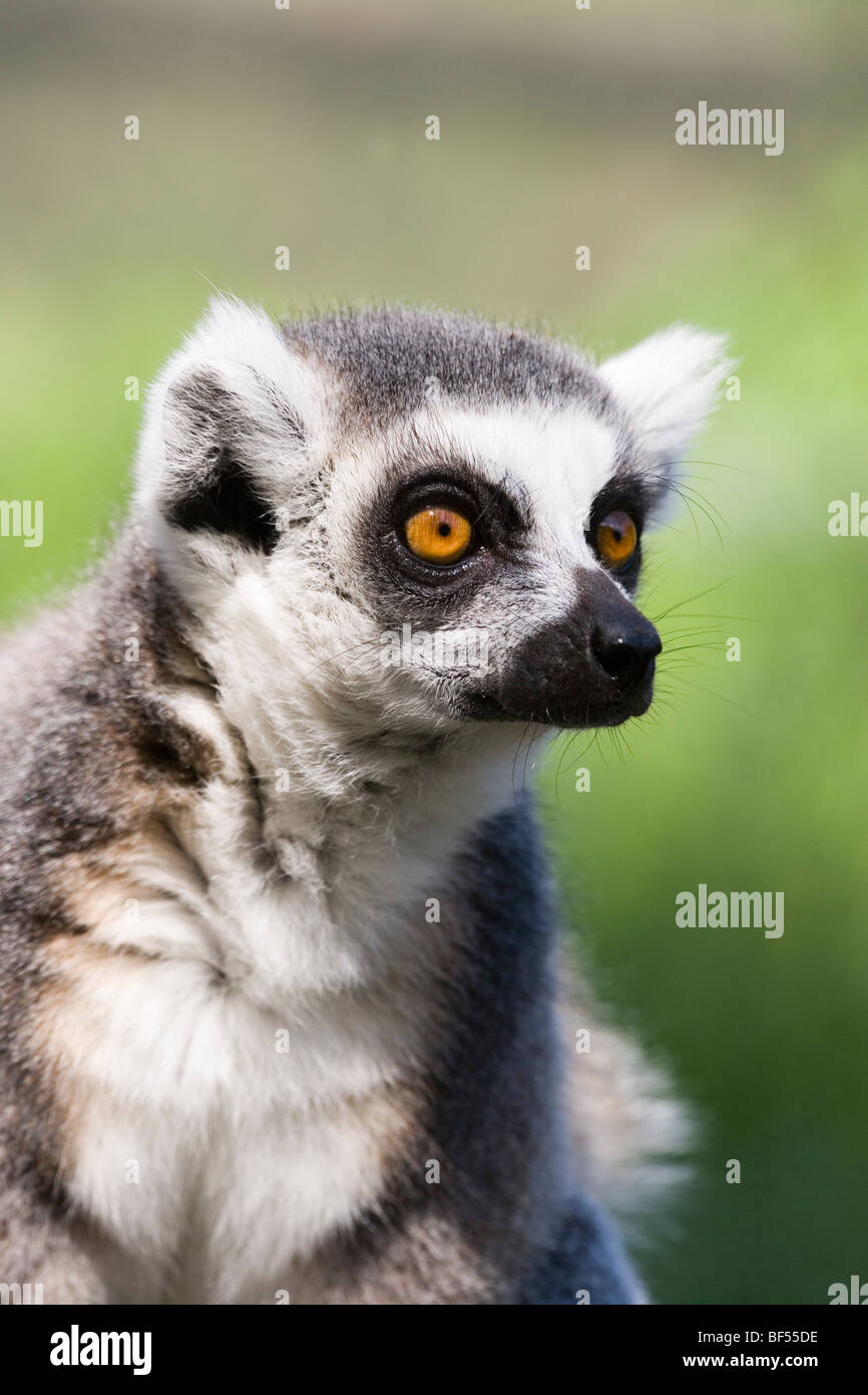 Anello-tailed Lemur (Lemur catta). Vista senso indispensabile per alimentare foraggio e la sopravvivenza come un animale selvatico. Nativo del Madagascar. Foto Stock
