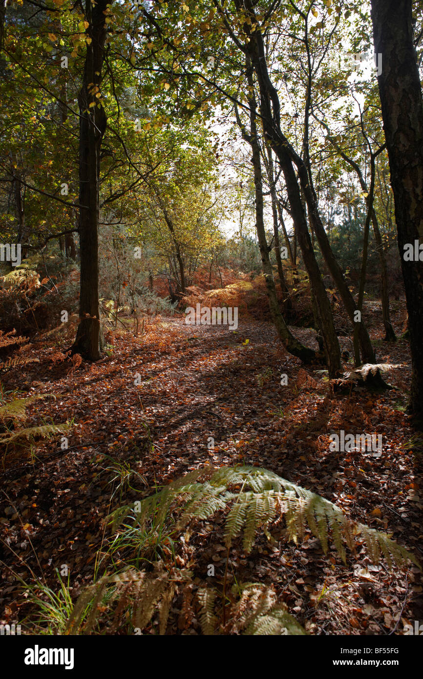 Una passeggiata serale Round Wildmoor Heath Foto Stock