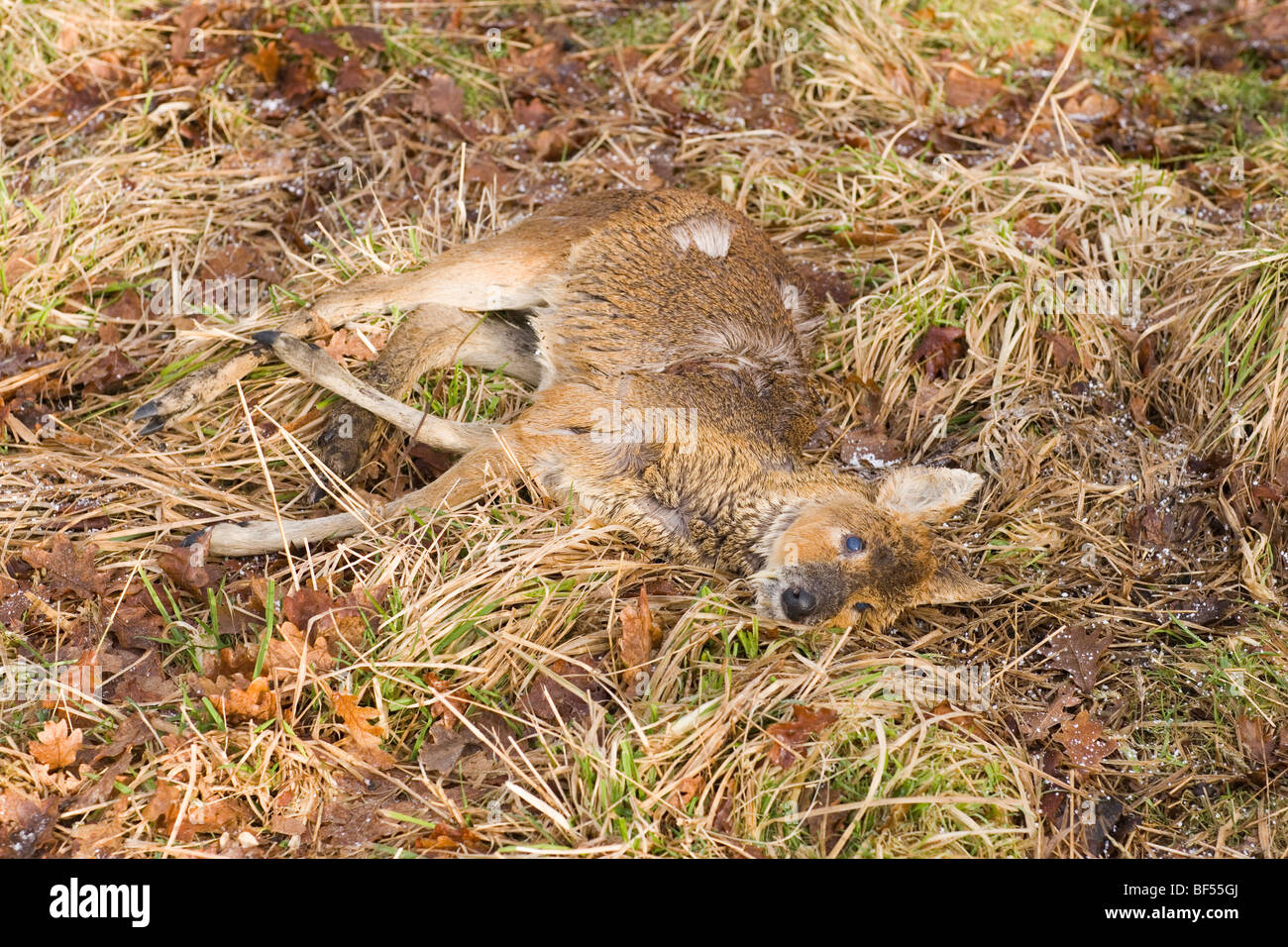 Acqua cinese Deer (Hydropotes inermis). Inverno di morte da ipotermia e fame, Broadland, Norfolk. Inghilterra Foto Stock