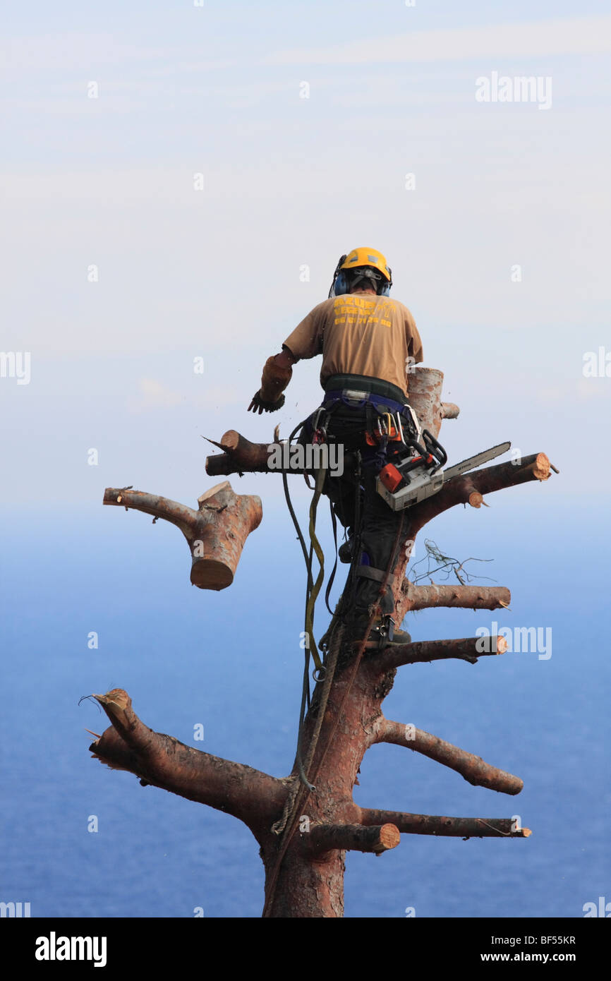 Logger di abbattere un albero di pino un pezzo alla volta con una motosega, Côte d'Azur, in Francia, in Europa Foto Stock