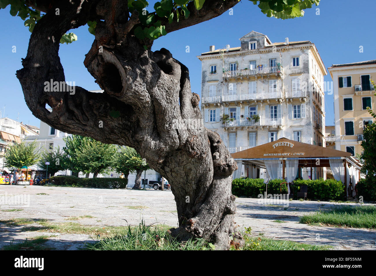 Vecchio albero di fronte agli edifici di Corfù sull'isola di Corfu, Grecia, Europa Foto Stock