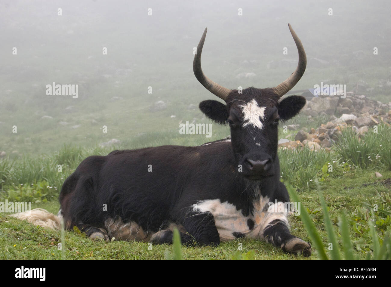 Un yak nella nebbia in Kyanjin Gompa, un villaggio nella valle di Langtang, un popolare percorso trekking in Himalaya in Nepal. Foto Stock