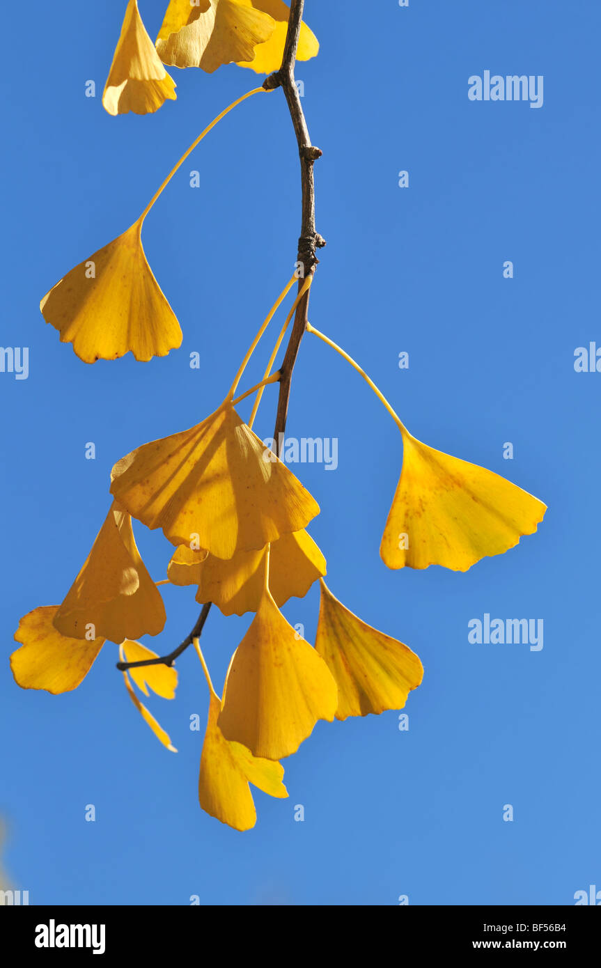 Primo piano di foglie di ginkgo in caduta oltre il cielo blu Foto Stock