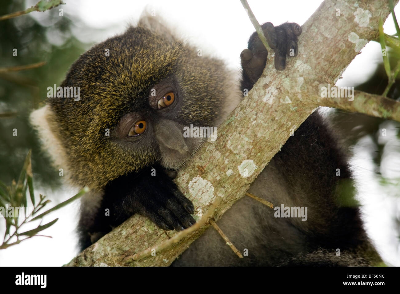 Sykes Monkey - Monte Kenya National Park, Kenya Foto Stock