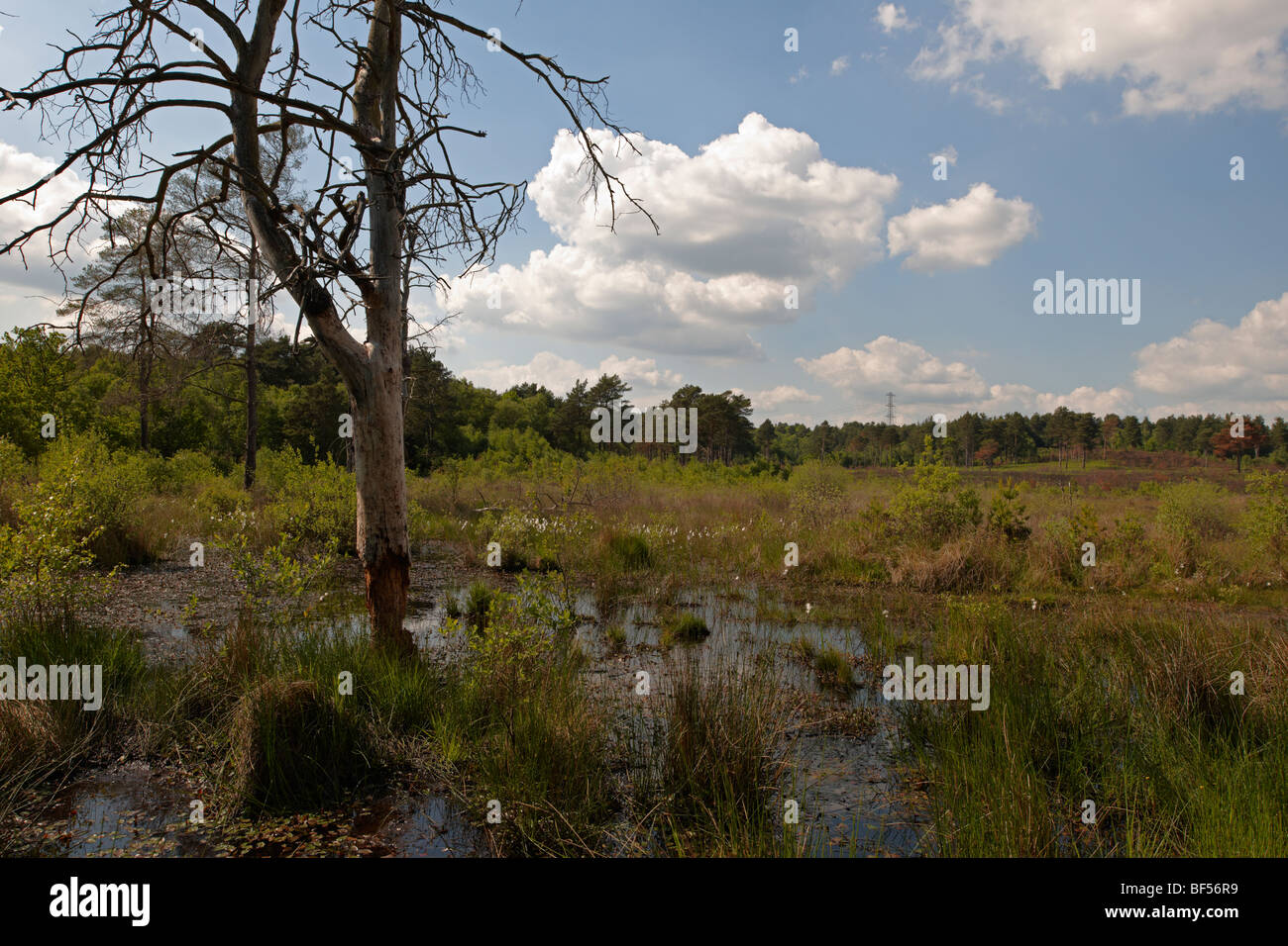 Una passeggiata serale Round Wildmoor Heath Foto Stock