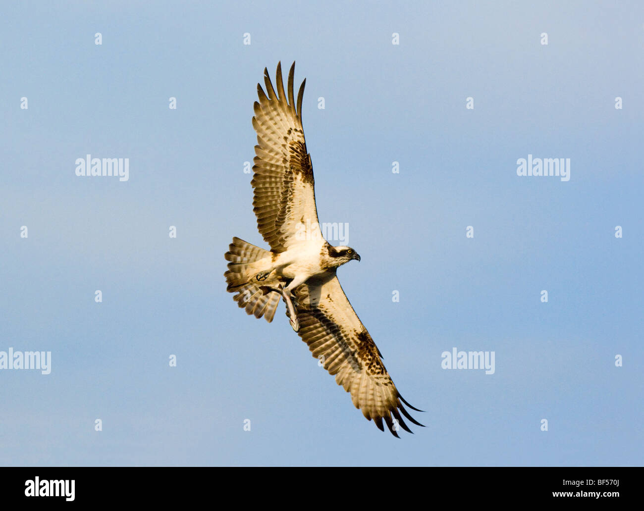 Osprey, Pandion haliaetus, adulti battenti e trasporto di pesci (trota arcobaleno (Oncorhynchus mykiss) Foto Stock