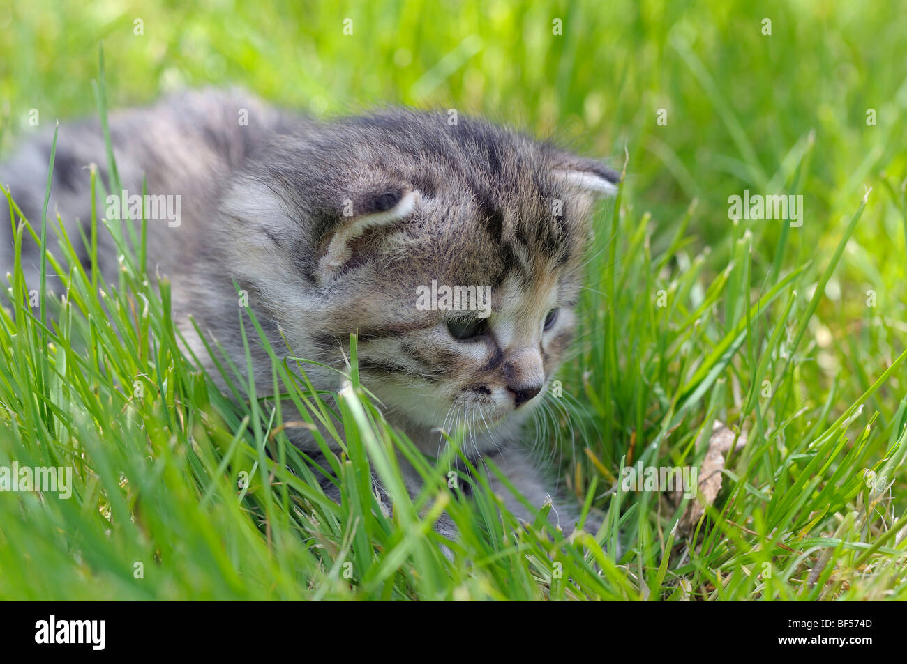 Kitten in erba, European Shorthair cat Foto Stock