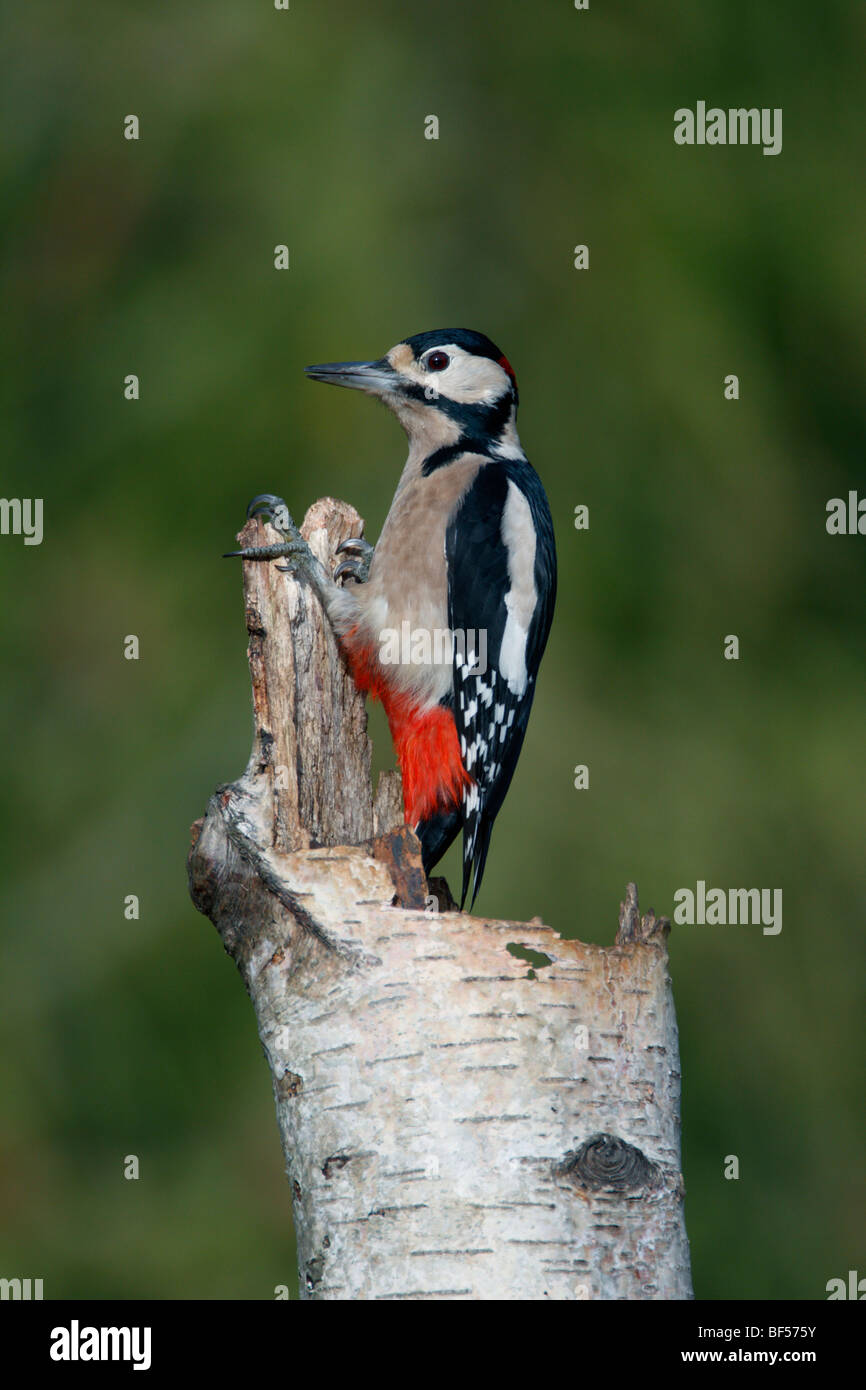 Picchio rosso maggiore Dendrocopos major Foto Stock