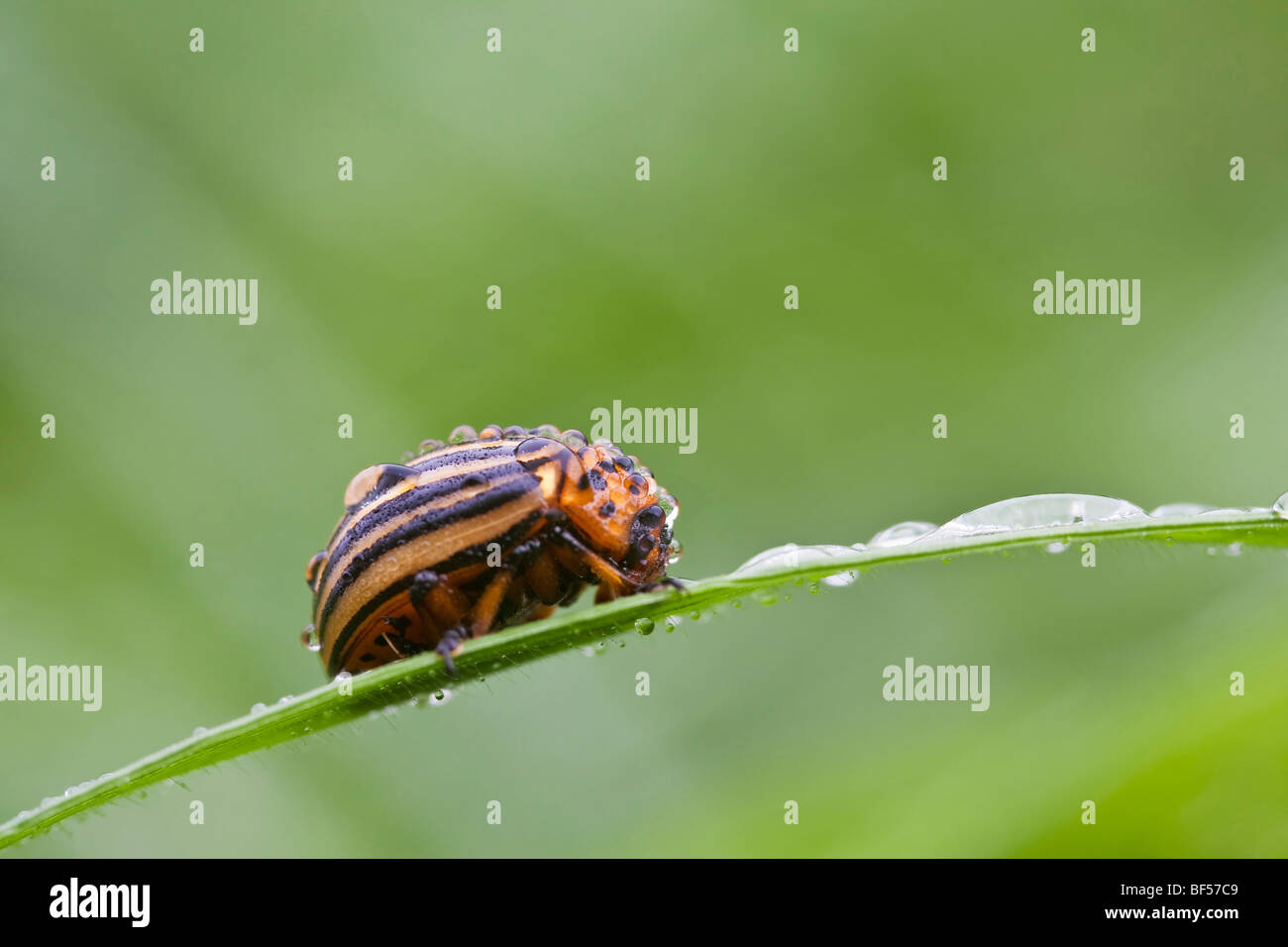 Il Colorado potato beetle, dieci-striped fante o bug di patate (Leptinotarsa decemlineata) Foto Stock