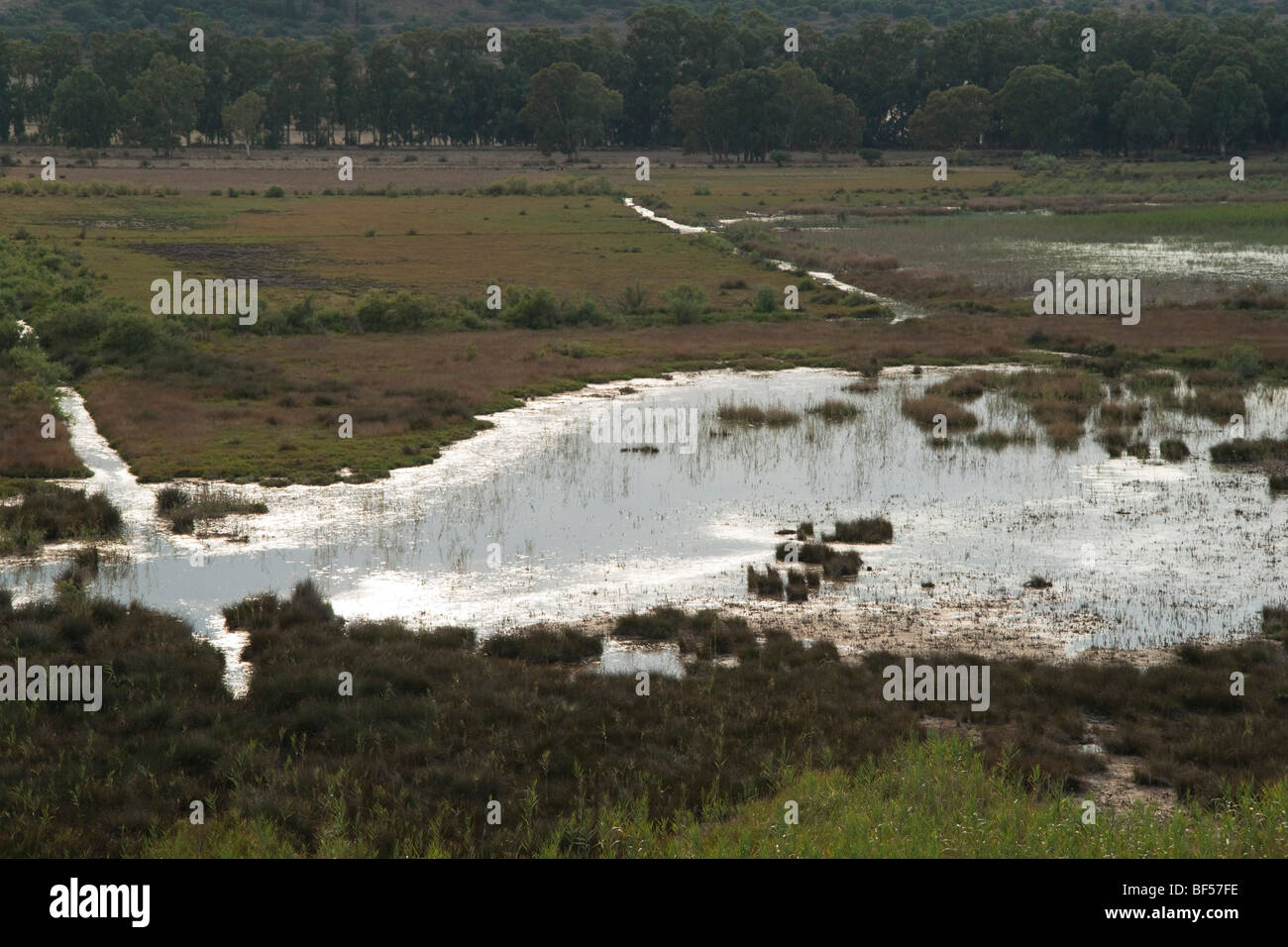 Le zone umide a Livadi sul collo della penisola di pali Cefalonia - habitat per gli uccelli acquatici Foto Stock