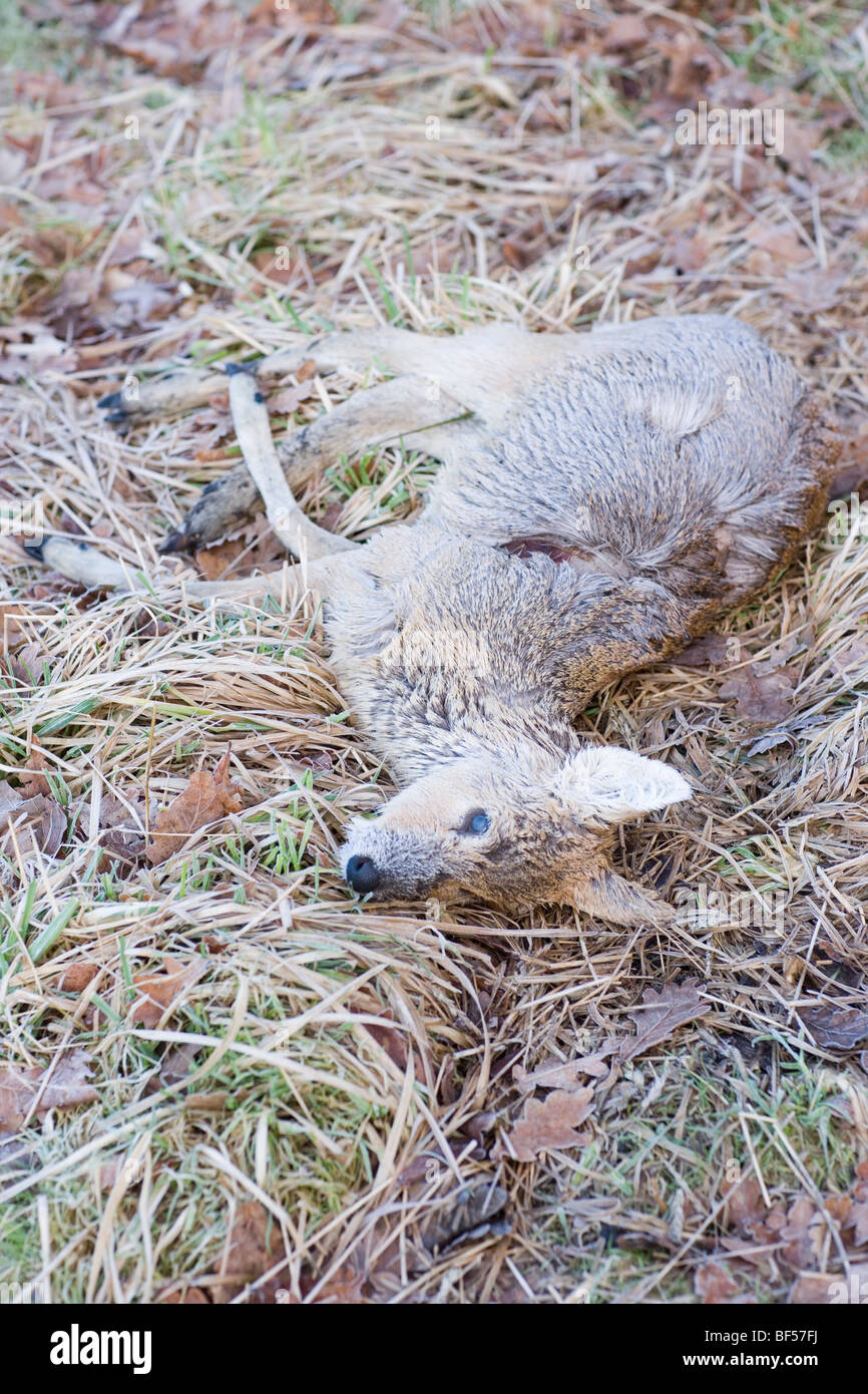 Acqua cinese Deer (Hydropotes inermis). La morte di fame e di freddo. L'ipotermia. Febbraio, Norfolk. L'inverno. Foto Stock