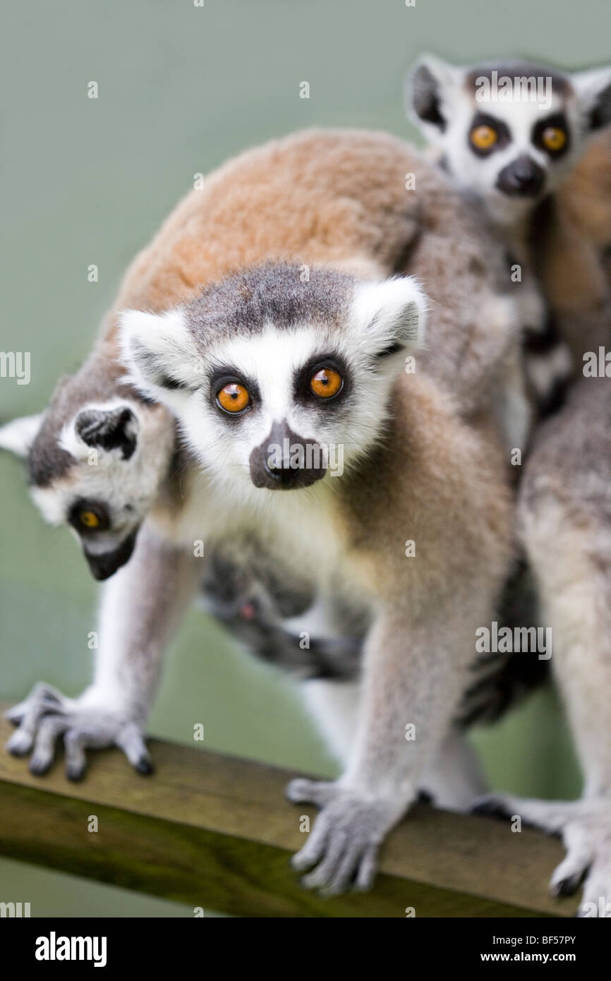 Anello-tailed lemuri (Lemur catta). Femmina con letti gemelli. Nativo del Madagascar. Foto Stock