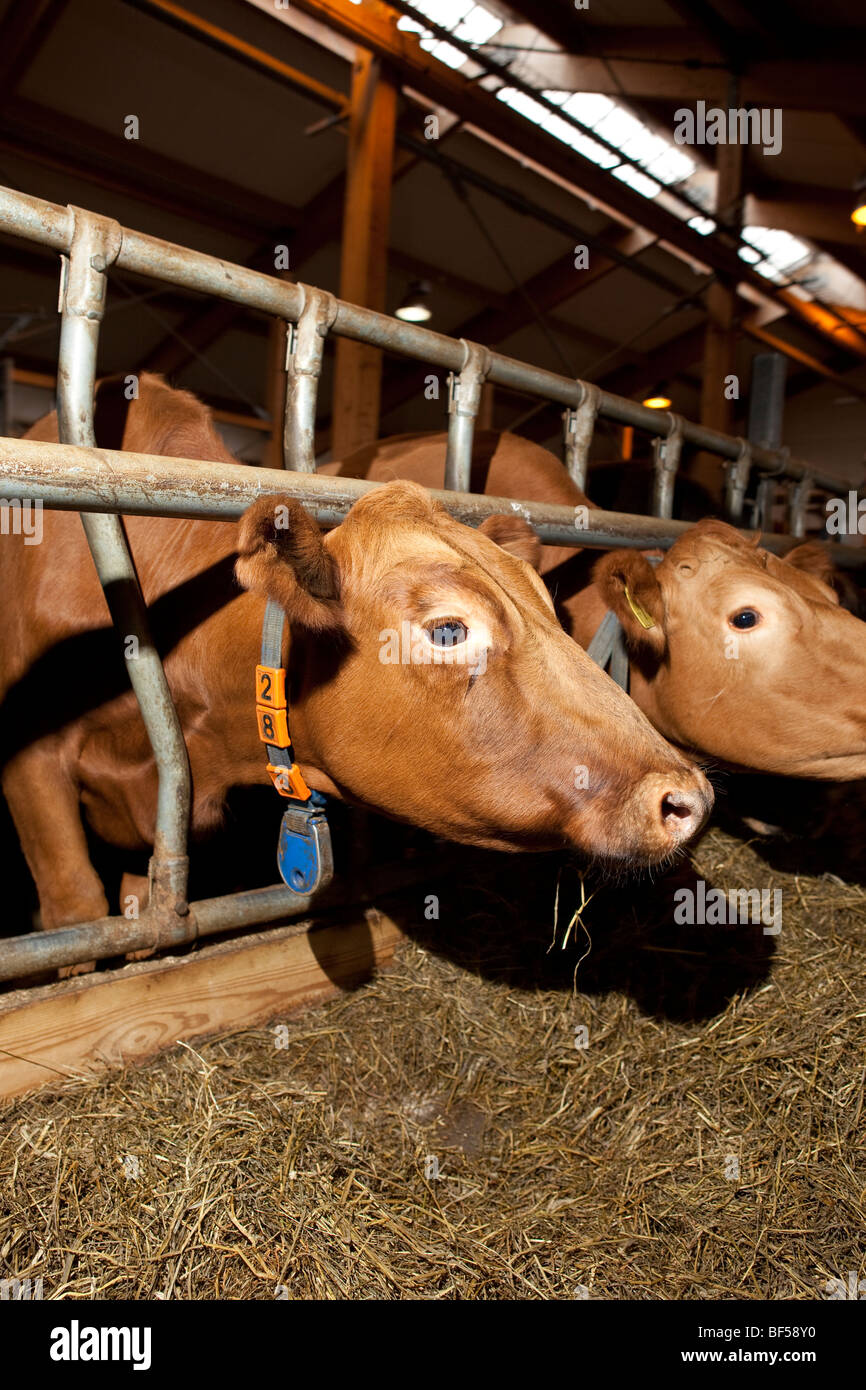I vitelli con elettronica tag di mungitura, Islanda Orientale Foto Stock