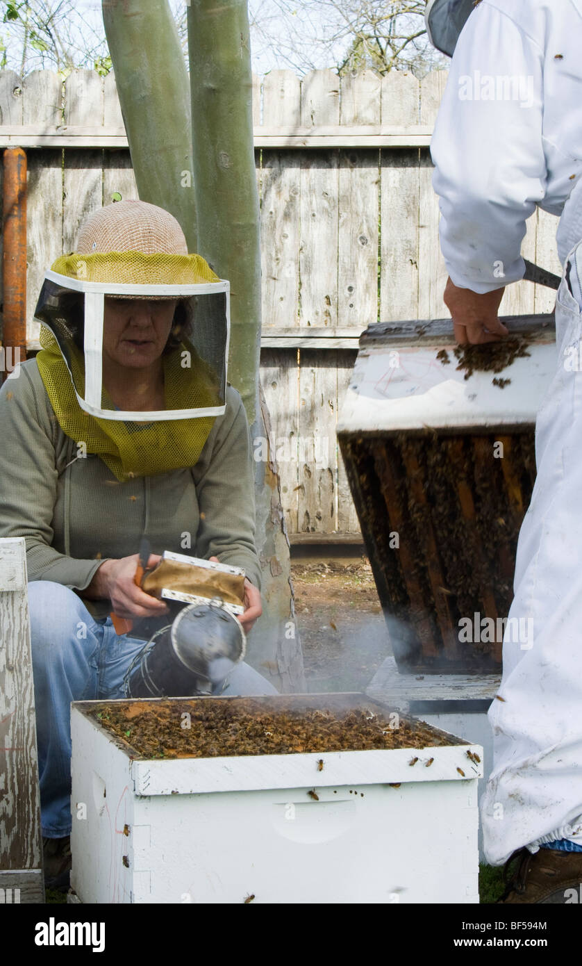 I ricercatori ispezionare il miele delle api (Apis mellinera) alveari per determinare la salute dell'alveare / Orland, California, Stati Uniti d'America. Foto Stock