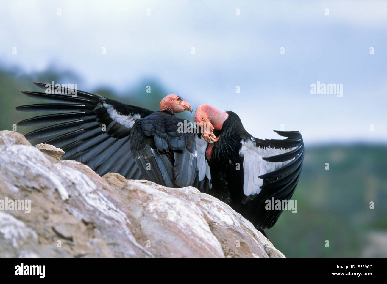 California Condor (Gymnogyps californianus), coppia corteggiamento, CALIFORNIA, STATI UNITI D'AMERICA Foto Stock