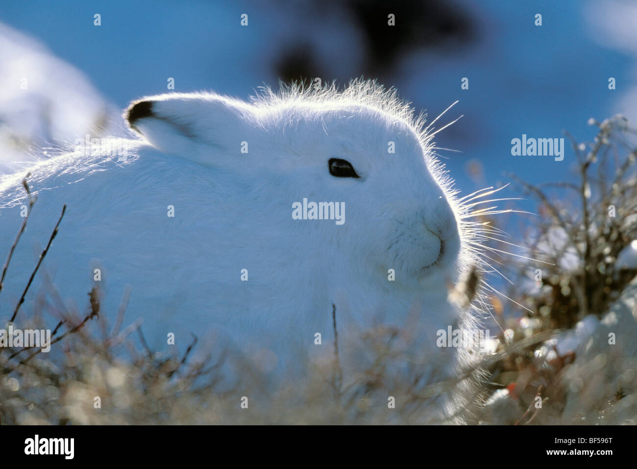 Arctic lepre (Lepus arcticus), tenendo il coperchio, neve, Churchill, Canada Foto Stock