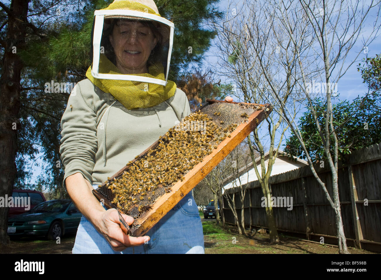 Un ricercatore ispeziona il miele delle api (Apis mellinera) alveari per determinare la salute dell'alveare / Orland, California, Stati Uniti d'America. Foto Stock