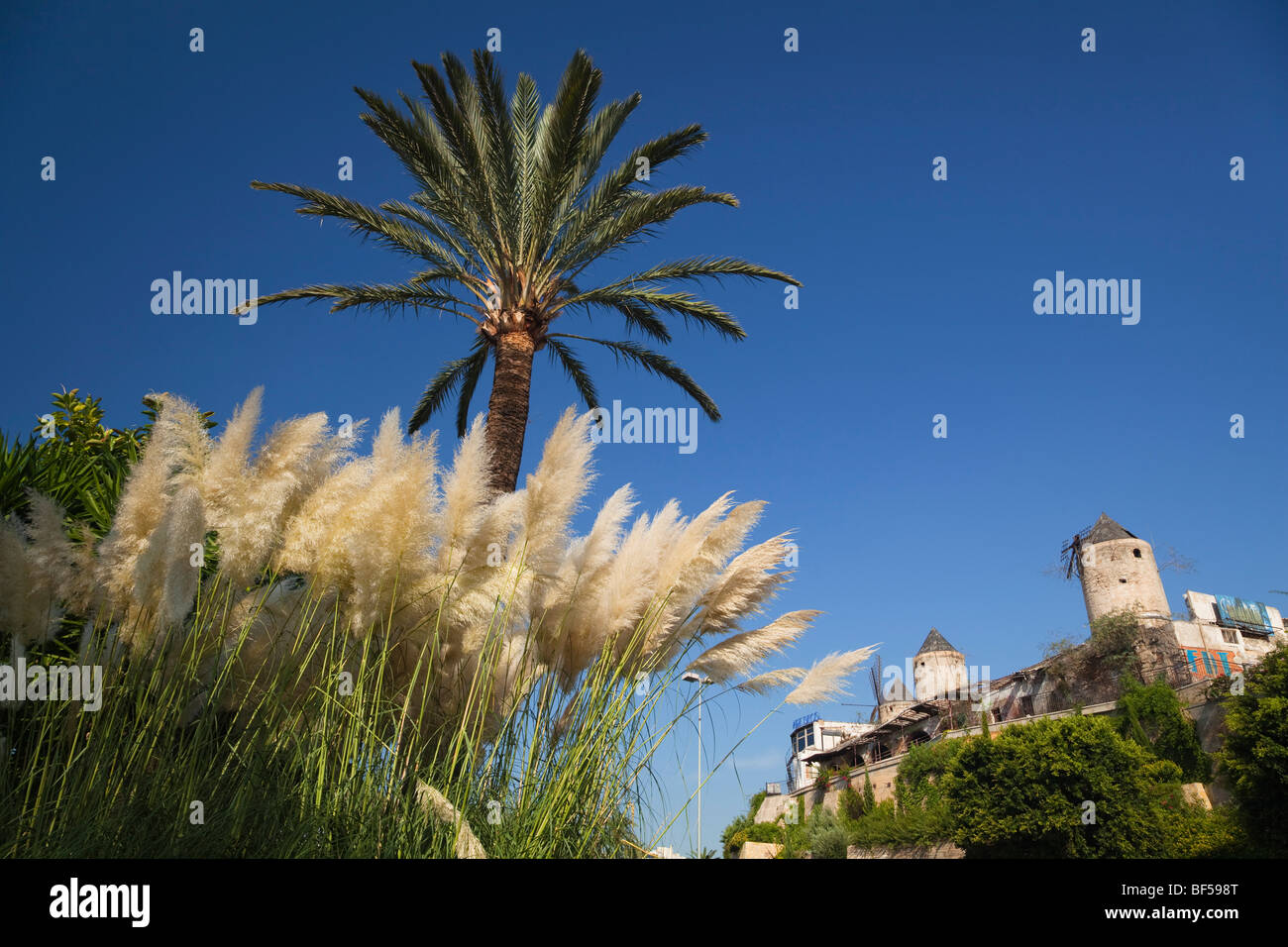 Mulini a vento storico di Es Jonquet in Palma de Mallorca, Mallorca, Maiorca, isole Baleari, Mare mediterraneo, Spagna, Europa Foto Stock