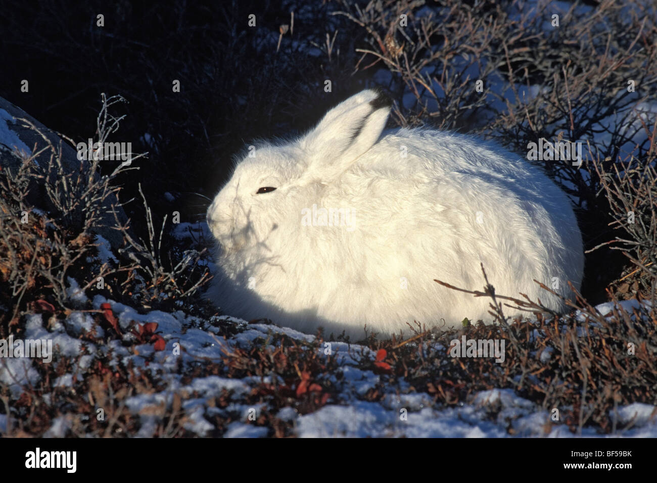 Arctic lepre (Lepus arcticus), tenendo il coperchio, neve, Churchill, Canada Foto Stock