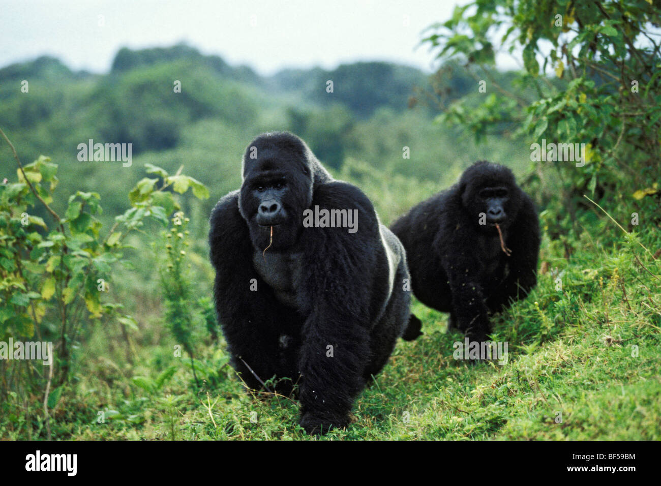 I gorilla di montagna (Gorilla beringei), foraggio, Virunga Nationalpark, Zaire Foto Stock