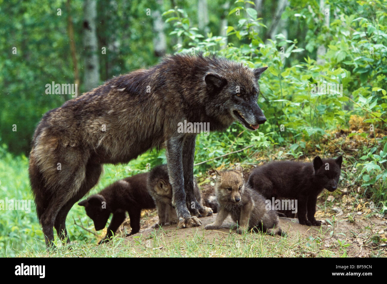 Lupo (Canis lupus) con i cuccioli a den, America del Nord Foto Stock
