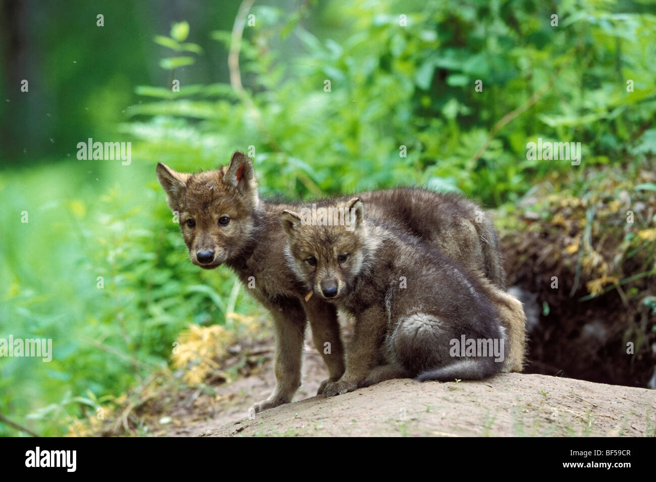 Lupo (Canis lupus) cuccioli a den, America del Nord Foto Stock