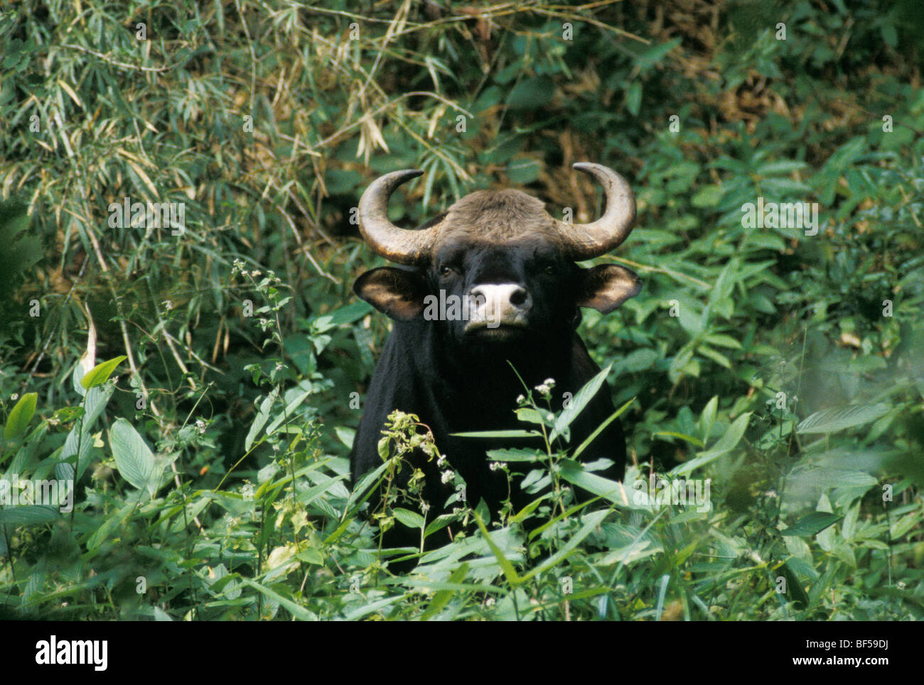 Gaur (Bos gaurus), maschio, Nilgiri montagne, i Ghati Occidentali e del Sud dell India, India, Asia Foto Stock