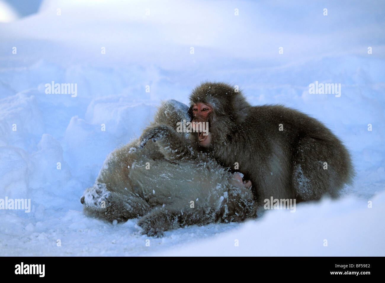 Giovani scimmie di neve, macachi giapponesi (Macaca fuscata) giocare nella neve, nevicata, Alpi Giapponesi, Giappone, Asia Foto Stock