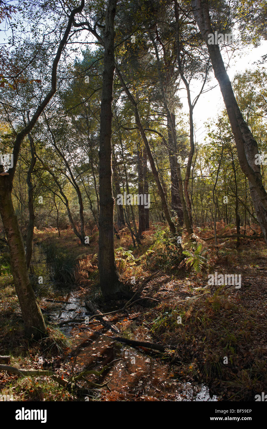 Una passeggiata serale Round Wildmoor Heath Foto Stock