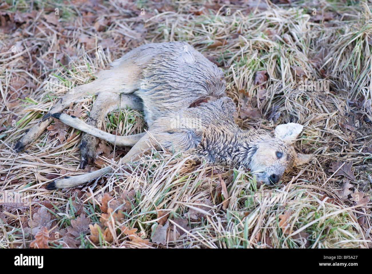 Acqua cinese Deer (Hydropotes inermis). La morte dovuta al freddo inverno, ipotermia, e la fame. Broadland, Norfolk, Inghilterra. Regno Unito Foto Stock