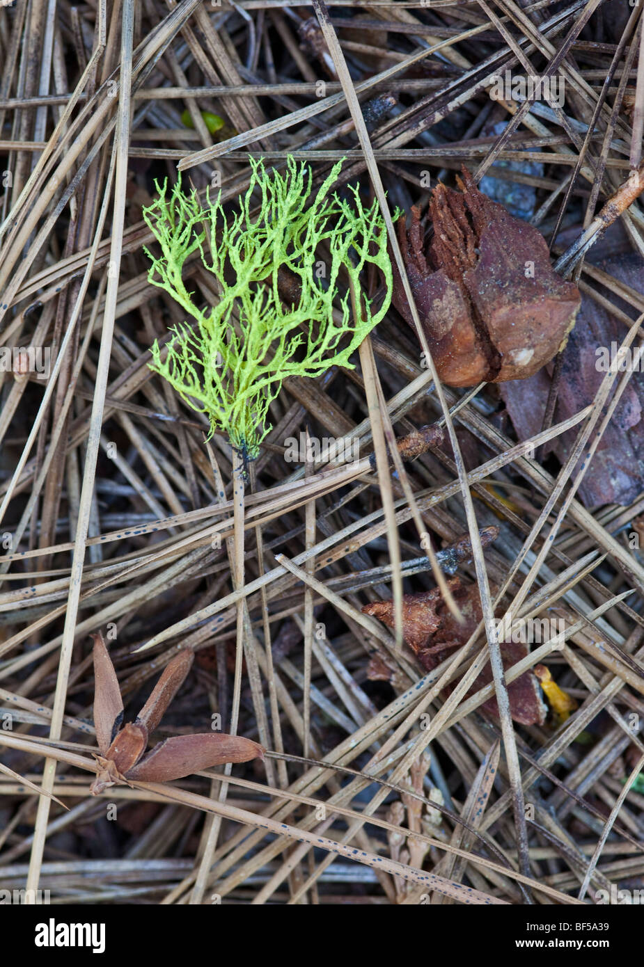 Licheni e aghi di pino sul suolo della foresta in Californa Sierras Foto Stock