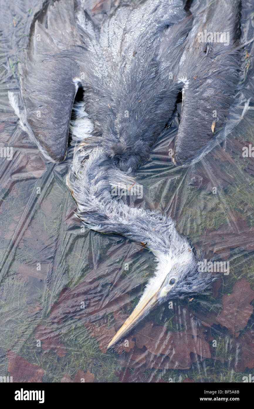 Airone cinerino (Ardea cinerea). La morte di fame e di freddo inverno. L'ipotermia. Febbraio, Norfolk Foto Stock