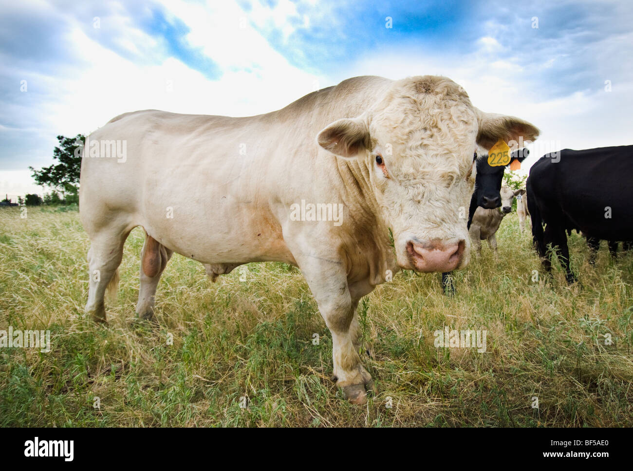 Bestiame - Una Charolais bull su un pascolo verde / Jacksboro, Texas, Stati Uniti d'America. Foto Stock