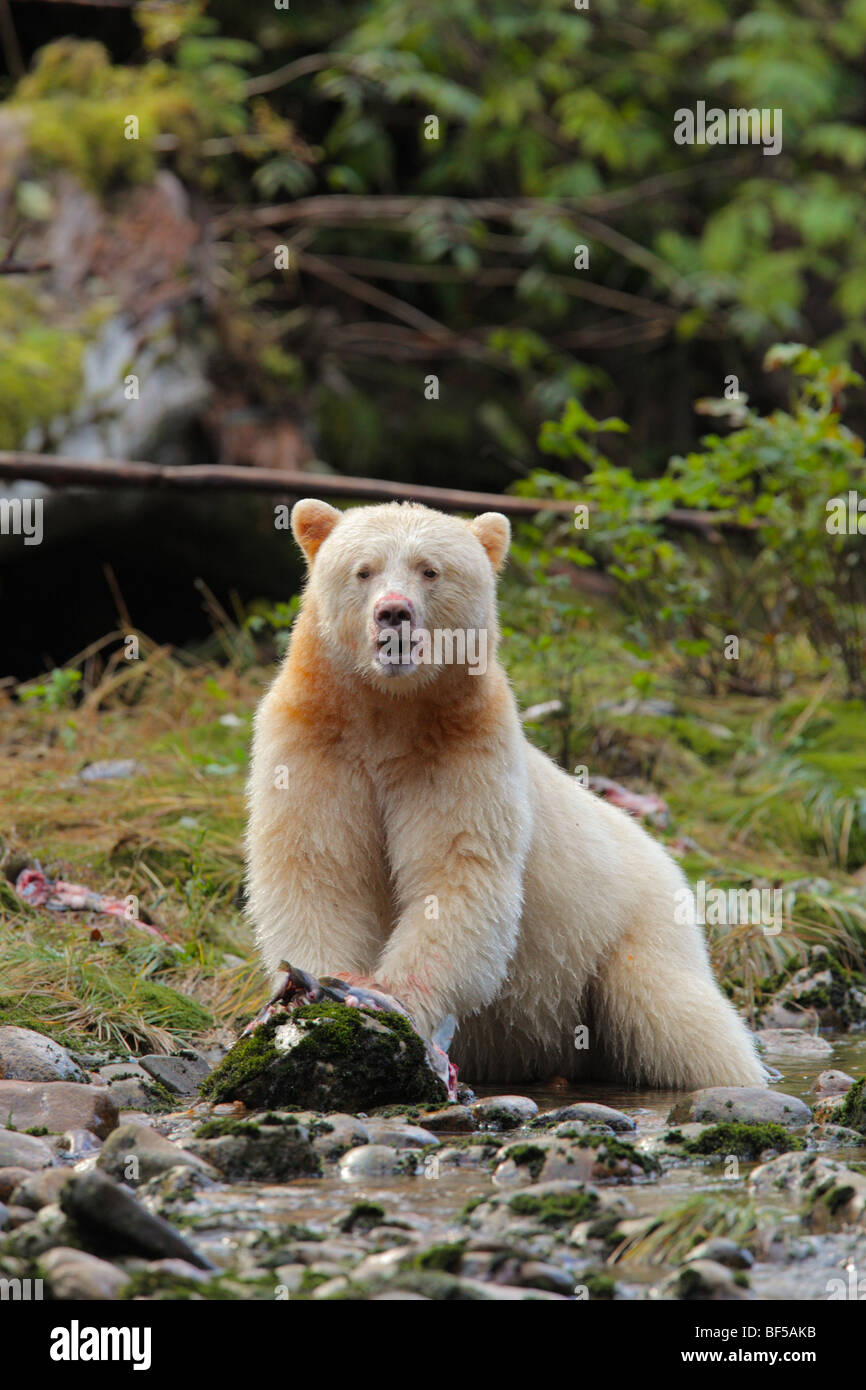 Spirito portano a mangiare un salmone nel grande orso rain forest British Colombia Foto Stock