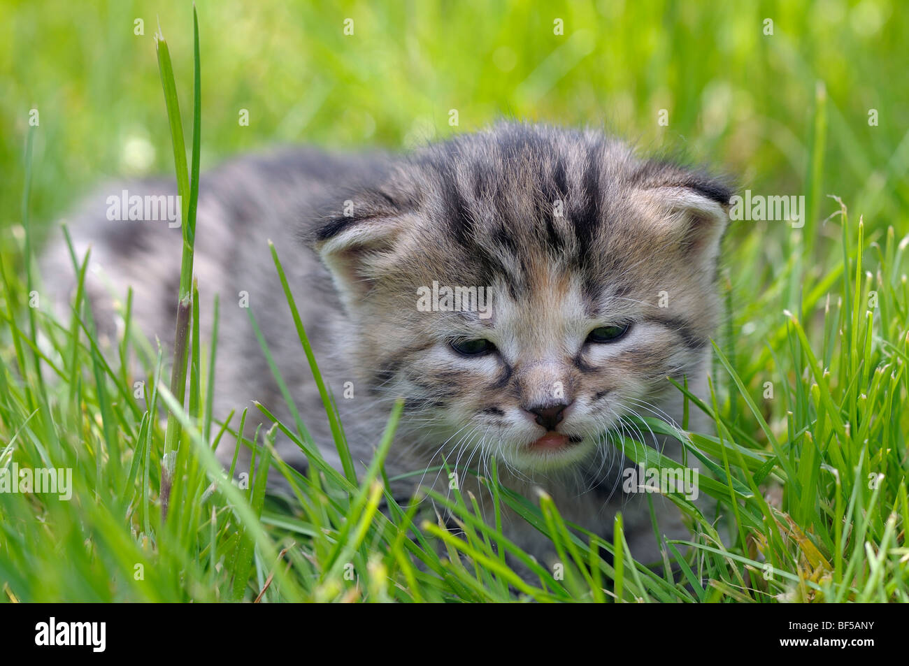 Kitten in erba, European Shorthair cat Foto Stock