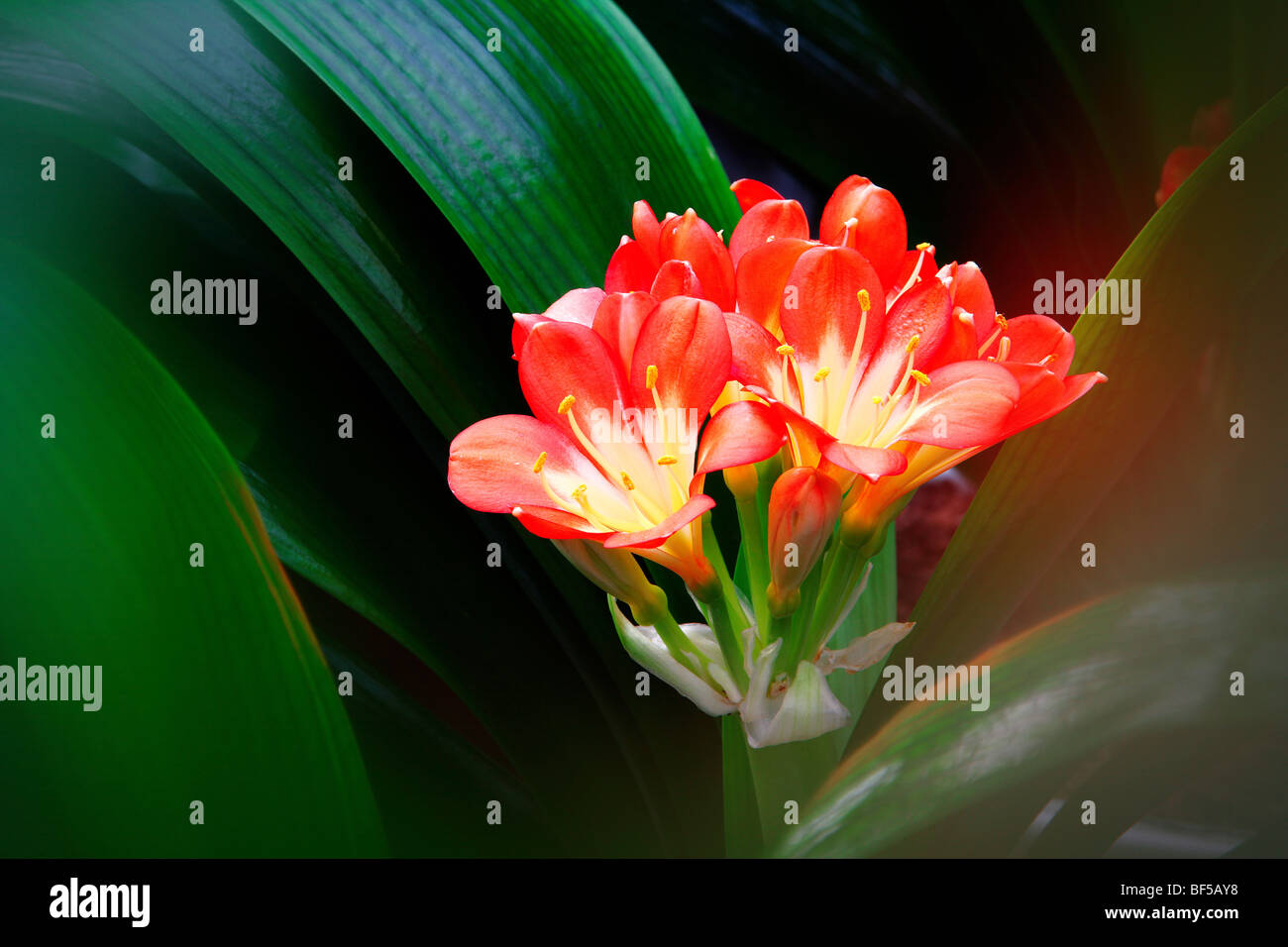 Blooming Kaffir Lily, Pechino, Cina Foto Stock