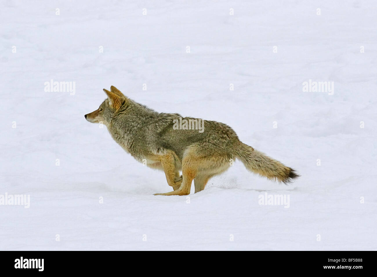 Coyote in esecuzione sul fiume congelato durante l'inverno, Yellowstone NP Foto Stock