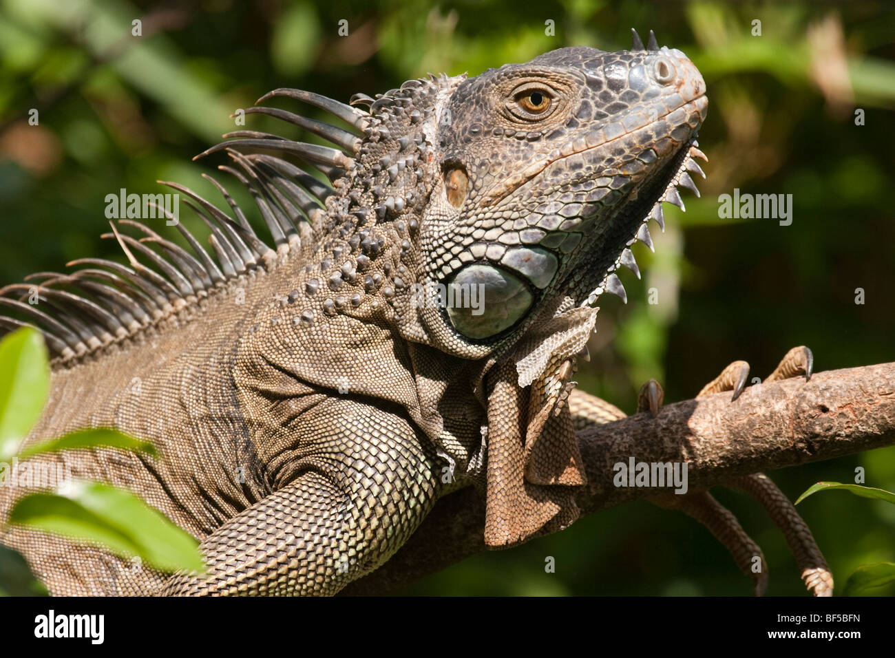 Iguana verde in una struttura ad albero nella foresta pluviale del Costa Rica. Foto Stock