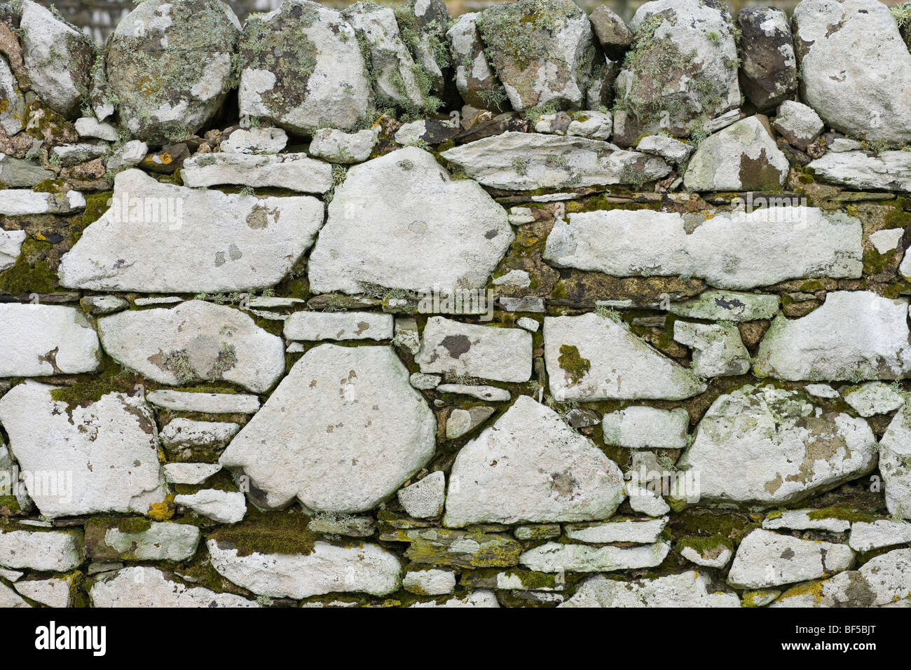 Il Lichen coperti muro di pietra. Islay, Scozia. Foto Stock