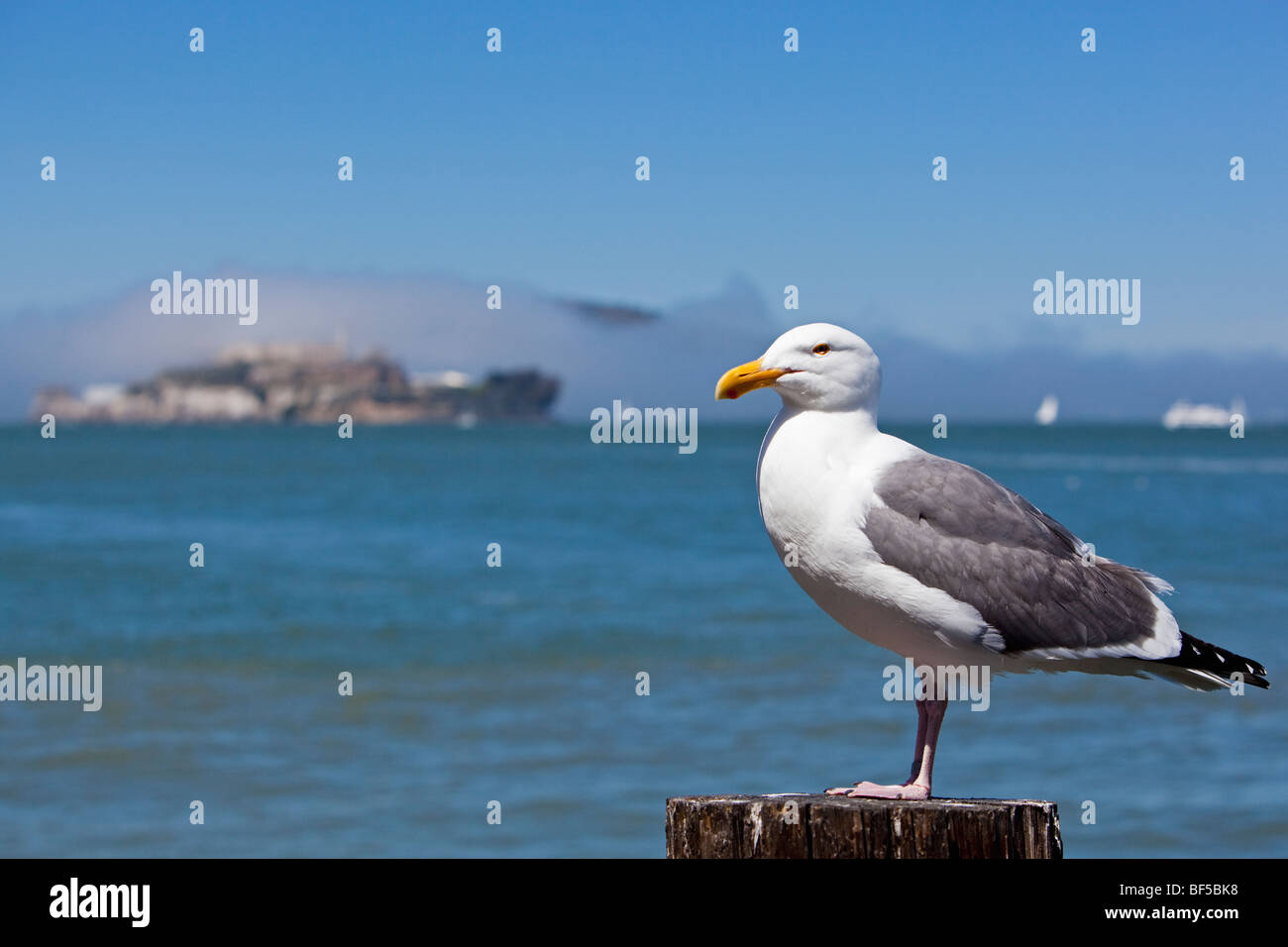 Seagull davanti ad Alcatraz, ex isola prigione, San Francisco, California, USA, America Foto Stock