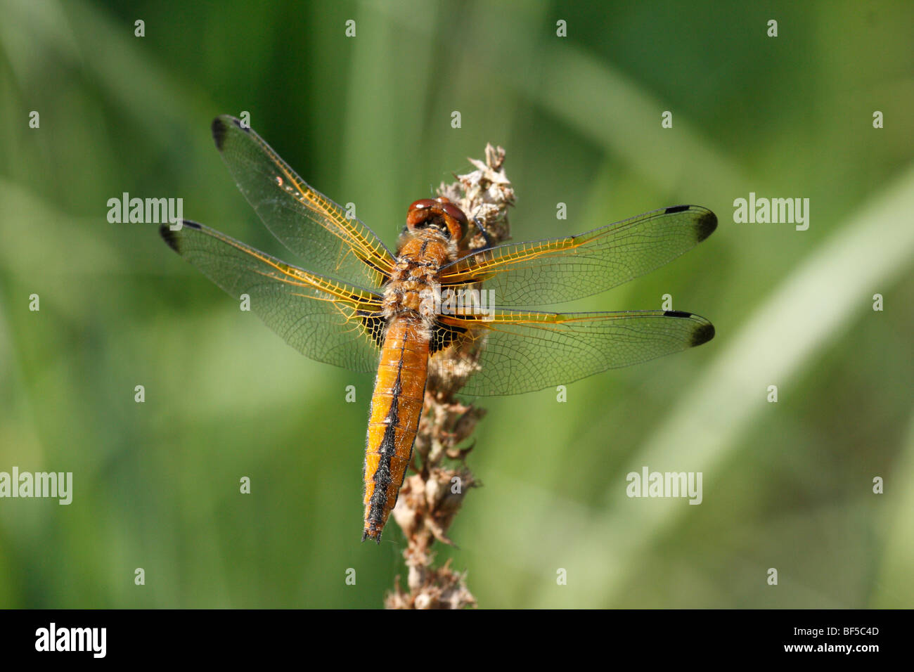 Scarsa chaser (Libellula fulva) Foto Stock