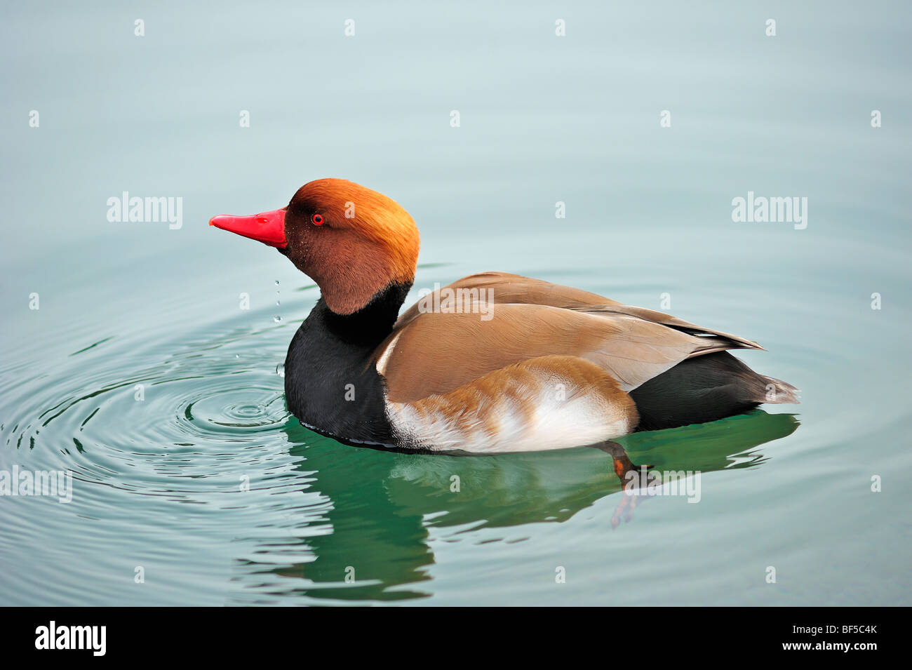 Un maschio rosso-crested Pochard contro uno sfondo semplice. Spazio per il testo sull'acqua Foto Stock