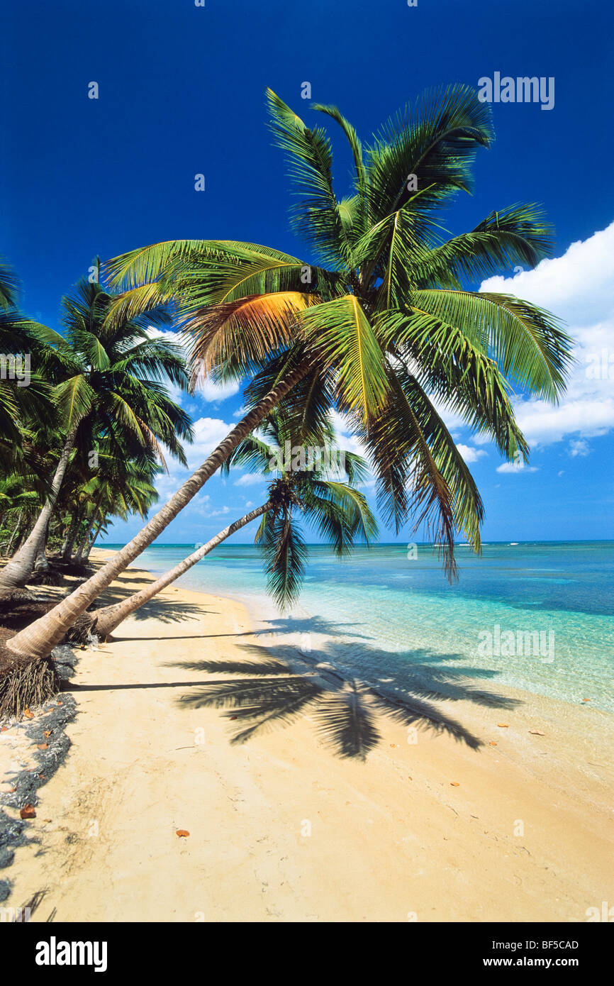 Gli alberi di cocco (Cocos nucifera), spiaggia, Repubblica Dominicana, dei Caraibi Foto Stock