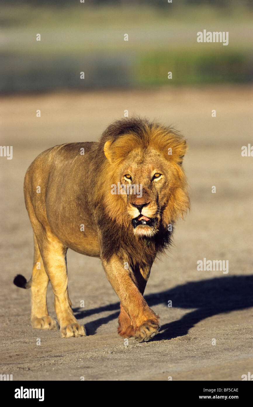 Leone africano (Panthera leo), maschio, Serengeti, Tanzania Africa orientale Foto Stock
