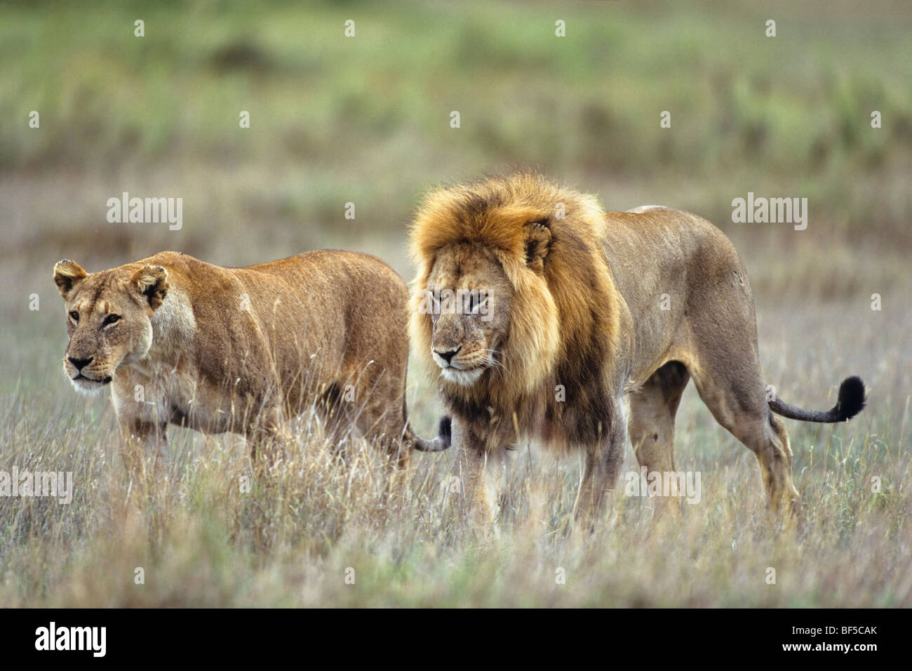 Leoni africani (Panthera leo), maschio e femmina, coppia, Serengeti, Tanzania Africa orientale Foto Stock