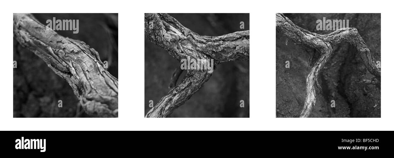 Sequenza di dettagli di arricciato tree root spuntavano secca di suoli erosi Foto Stock