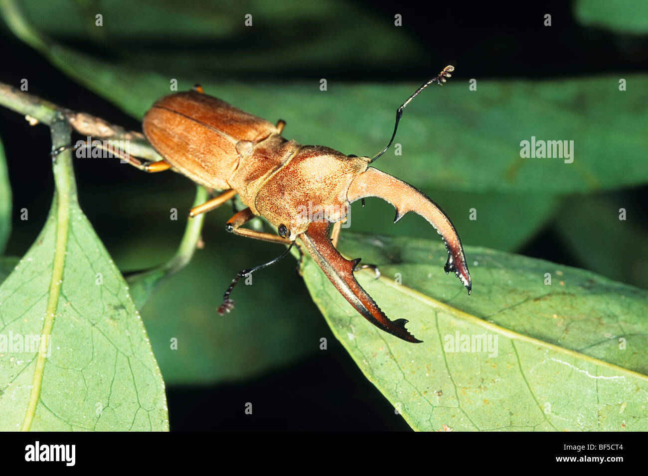 Coleottero tropicale, Tanjung messa Nationalpark, Borneo, Asia Foto Stock