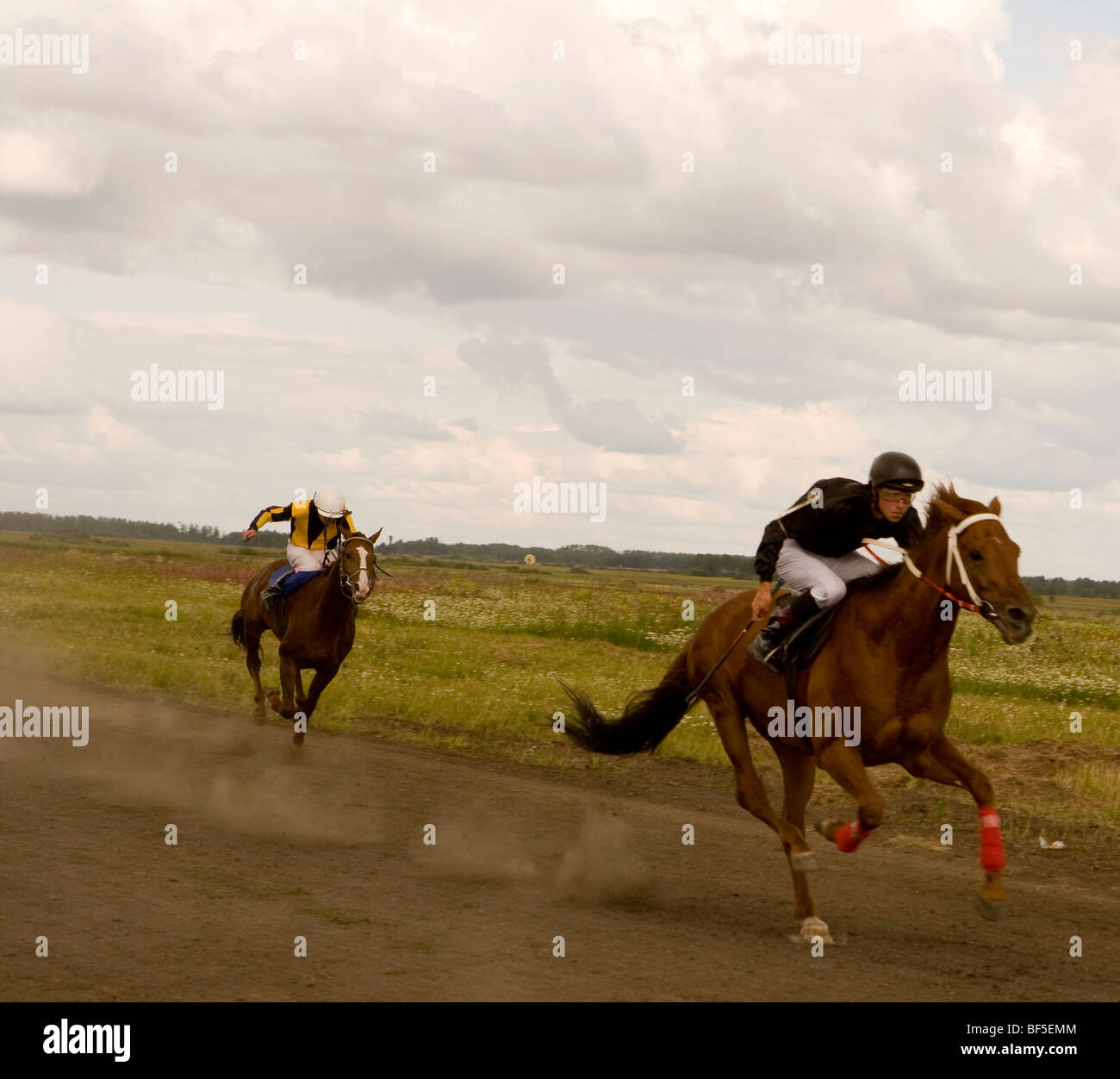 Fantini al galoppo sulla pista a cavallo di razza in caso, Urali, Russia Foto Stock