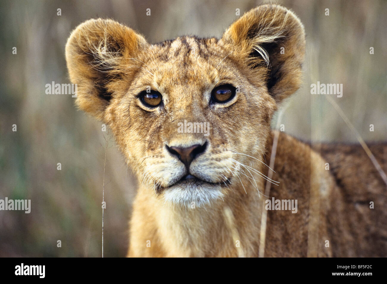 Giovane Leone africano (Panthera leo), Serengeti, Tanzania, Africa orientale, Africa Foto Stock