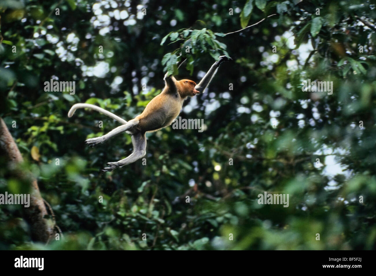 Proboscide scimmie (Nasalis larvatus), femmina che saltava, Borneo, Asia Foto Stock